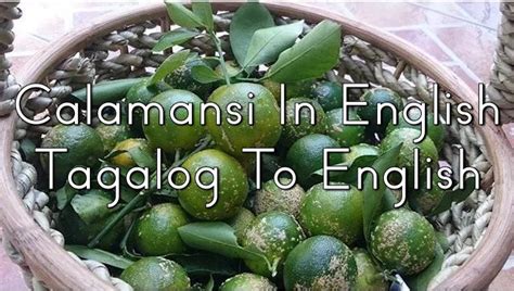 Calamansi In English – Tagalog To English (Calamansi/Kalamansi).